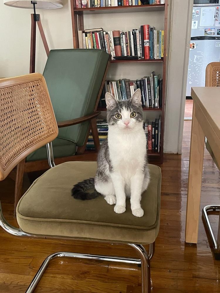 Little Cow, a Adoptable Domestic Short Hair in New York, NY image 5/6