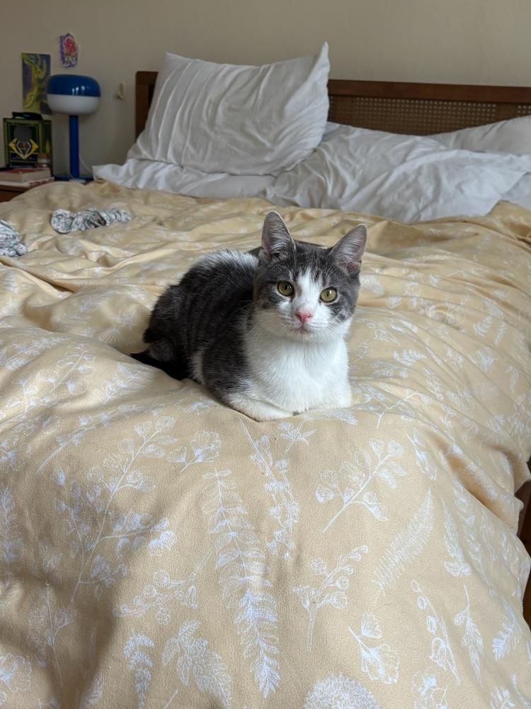 Little Cow, a Adoptable Domestic Short Hair in New York, NY image 6/6
