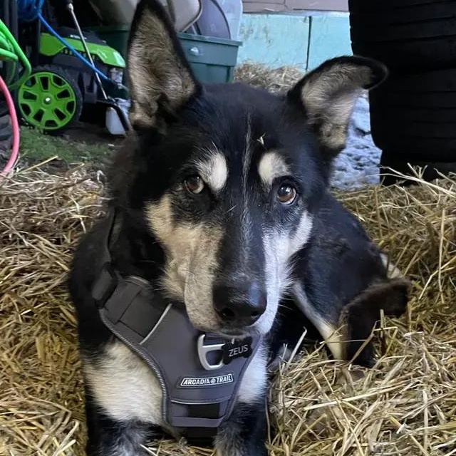 Zeus, ADOPTABLE, Senior Male Husky.