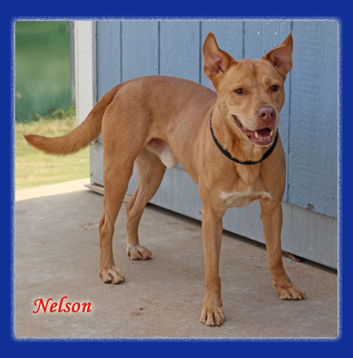 Nelson, Adoptable, Adult Male American Staffordshire Terrier & Labrador Retriever.