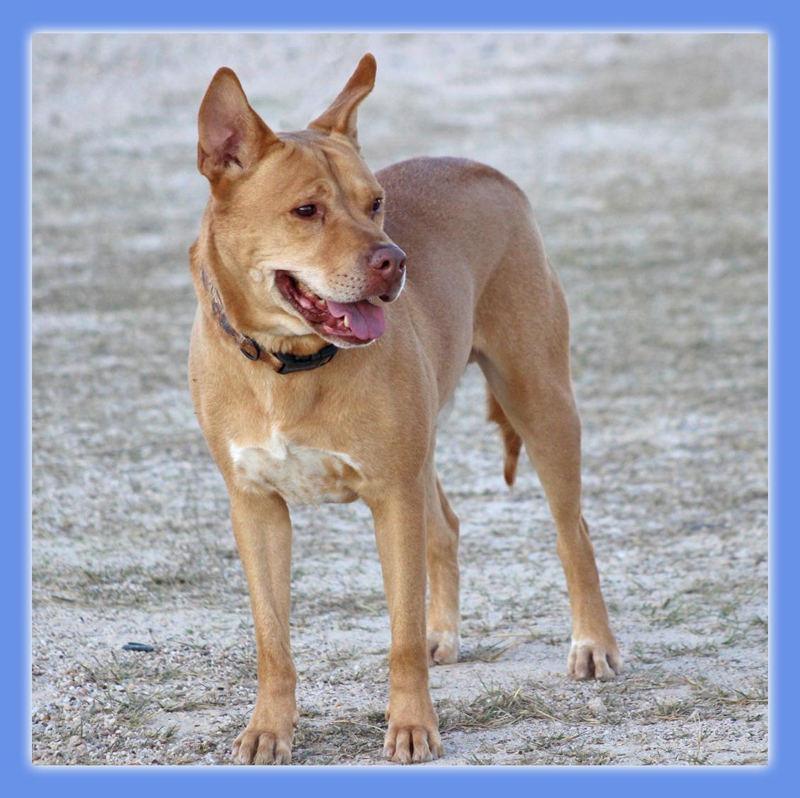 Nelson, Adoptable, Adult Male American Staffordshire Terrier & Labrador Retriever.