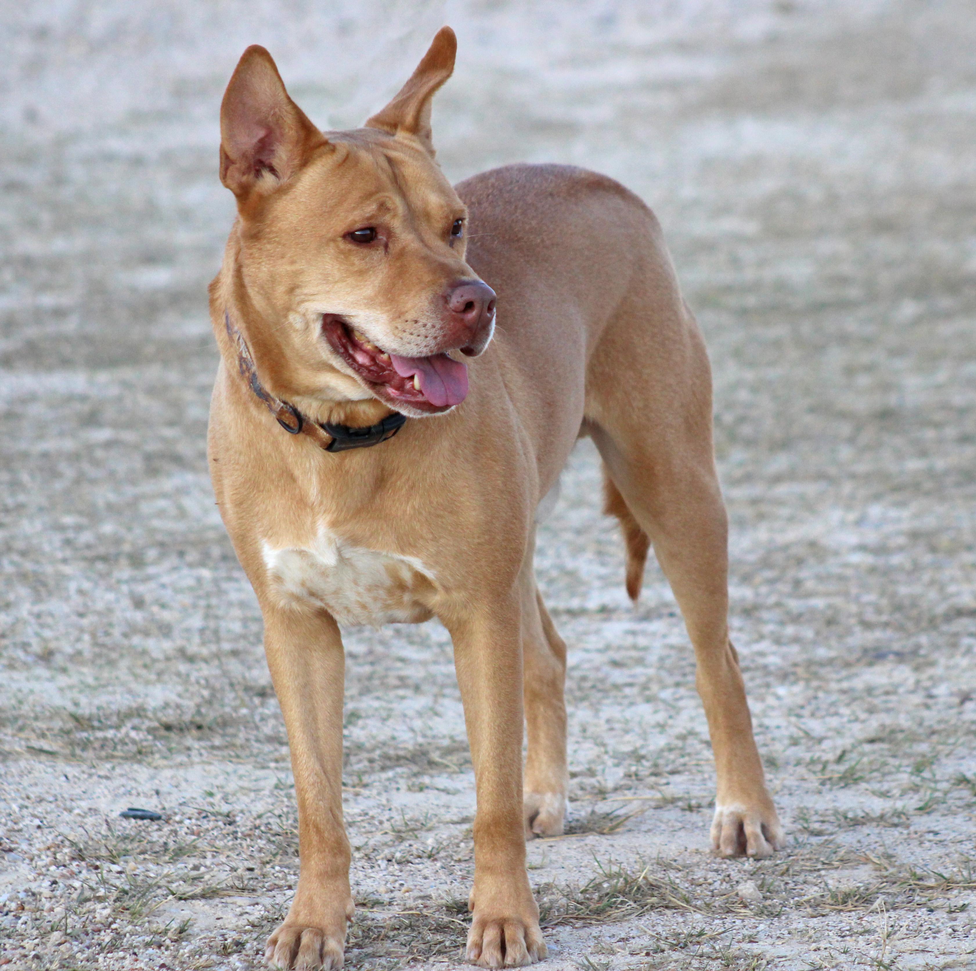 Nelson, a Adoptable mixed breed in Hillsboro, TX image 3/3