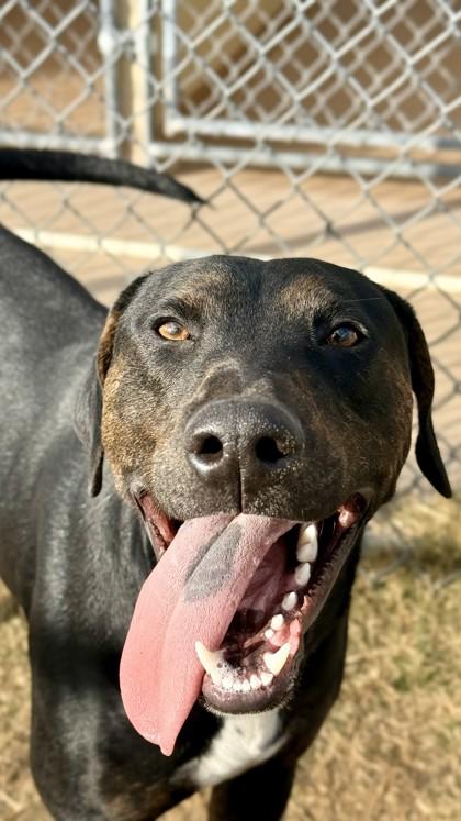 Odin, Adoptable, Adult Male Doberman Pinscher & Mixed Breed.