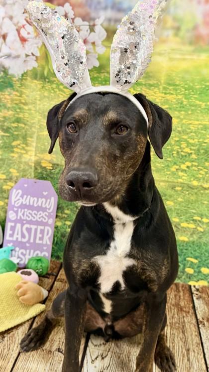 Odin, Adoptable, Adult Male Doberman Pinscher & Mixed Breed.