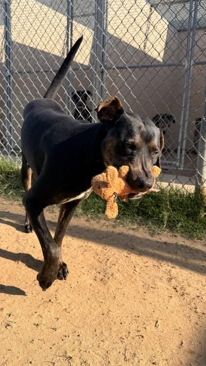 Odin, a Adoptable mixed breed in Balch Springs, TX image 2/3