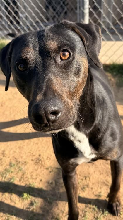 Odin, a Adoptable mixed breed in Balch Springs, TX image 3/3