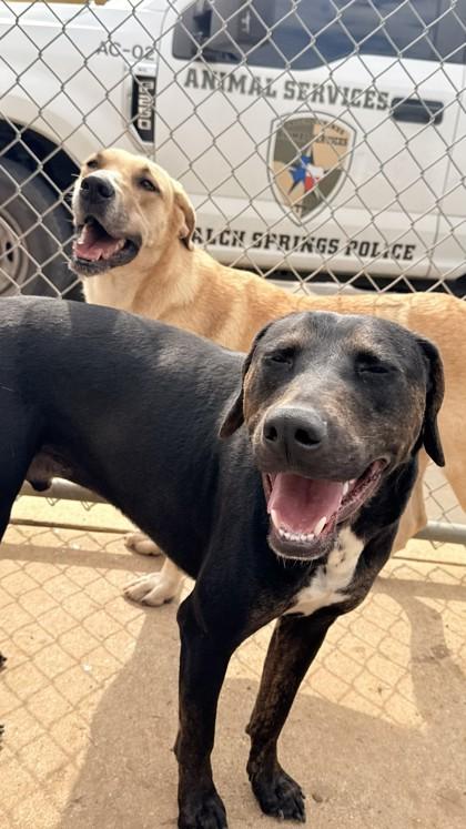 Odin, a Adoptable mixed breed in Balch Springs, TX image 2/3