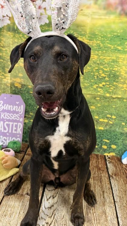 Enlarge Odin, a Adoptable mixed breed in Balch Springs, TX image 3/3