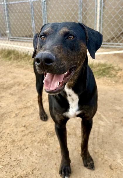 Enlarge Odin, a Adoptable mixed breed in Balch Springs, TX image 3/3