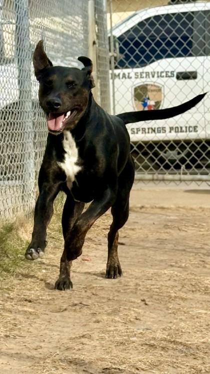 Enlarge Odin, a Adoptable mixed breed in Balch Springs, TX image 2/3