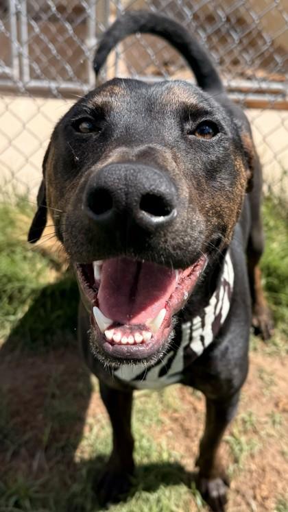 Enlarge Odin, a Adoptable mixed breed in Balch Springs, TX image 2/3