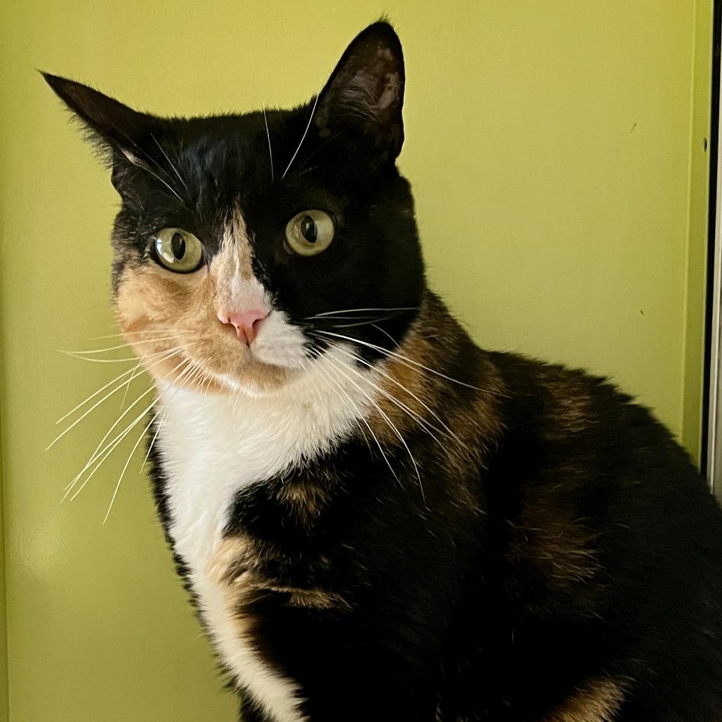 Jazzy, Adoptable, Adult Female Domestic Short Hair.