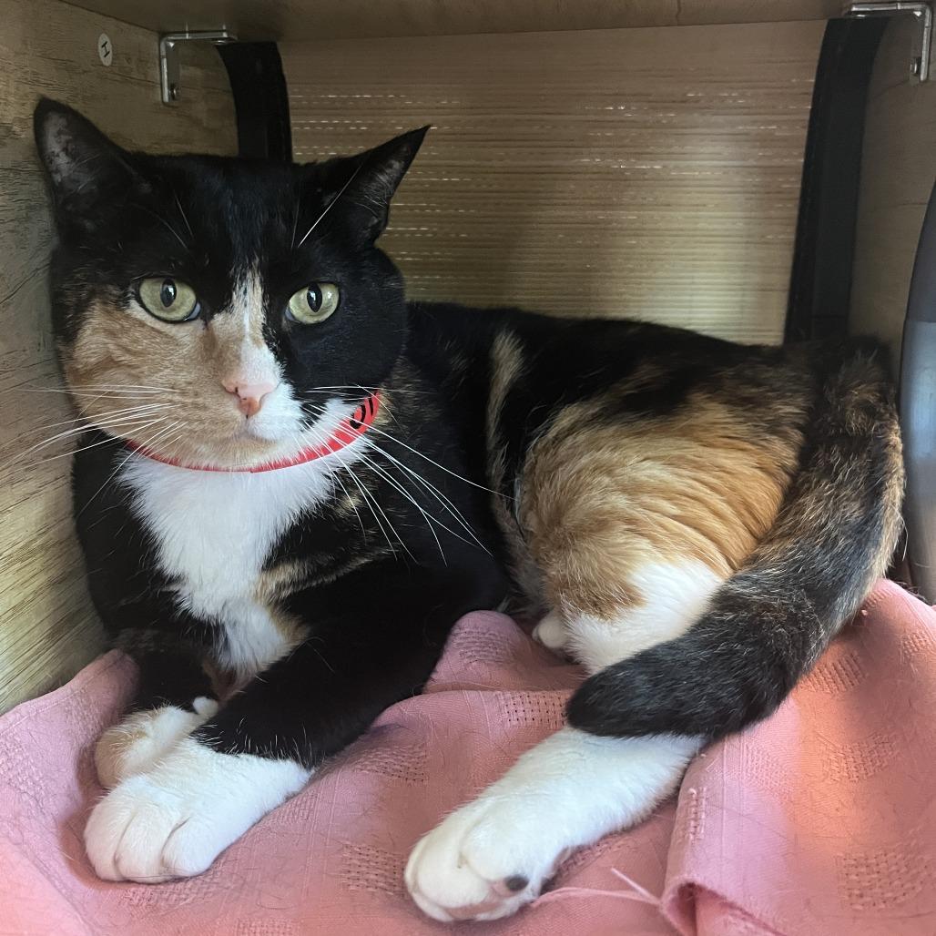 Enlarge Jazzy, a Adoptable Domestic Short Hair in Temecula, CA image 2/3