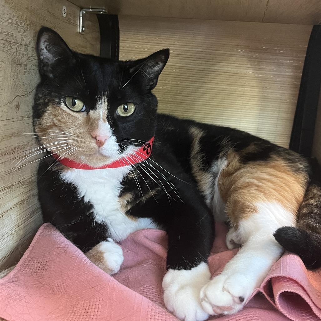 Enlarge Jazzy, a Adoptable Domestic Short Hair in Temecula, CA image 3/3
