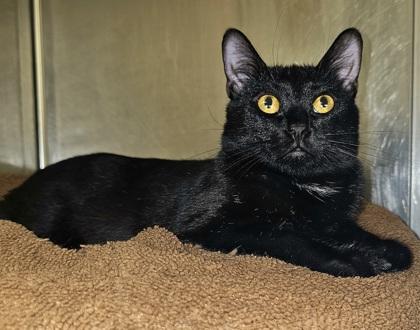 Tea, Adoptable, Adult Female Domestic Short Hair & Domestic Short Hair.