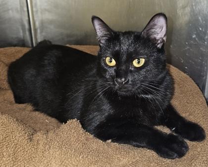 Enlarge Tea, a Adoptable mixed breed in Phoenix, AZ image 2/2