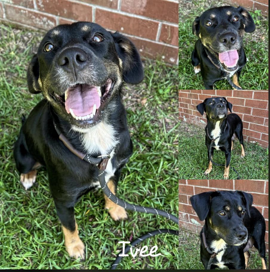 Ivee, Adoptable, Adult Female Mixed Breed.