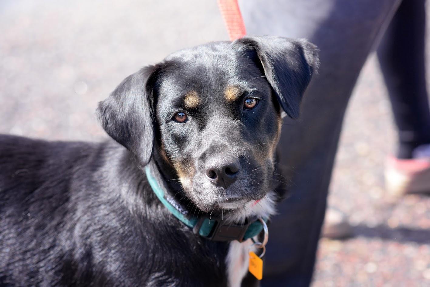 Enlarge Ivee, a Adoptable mixed breed image 1/4