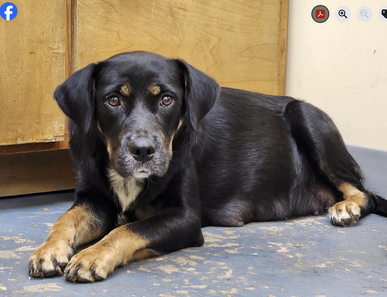 Enlarge Ivee, a Adoptable mixed breed image 4/4