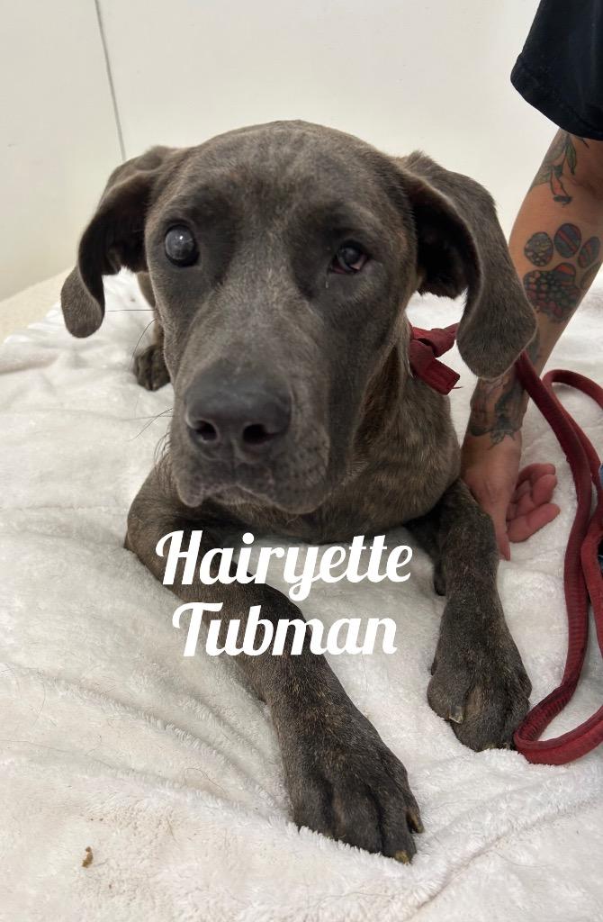 Hairyette Tubman, Adoptable, Young Female Mastiff.