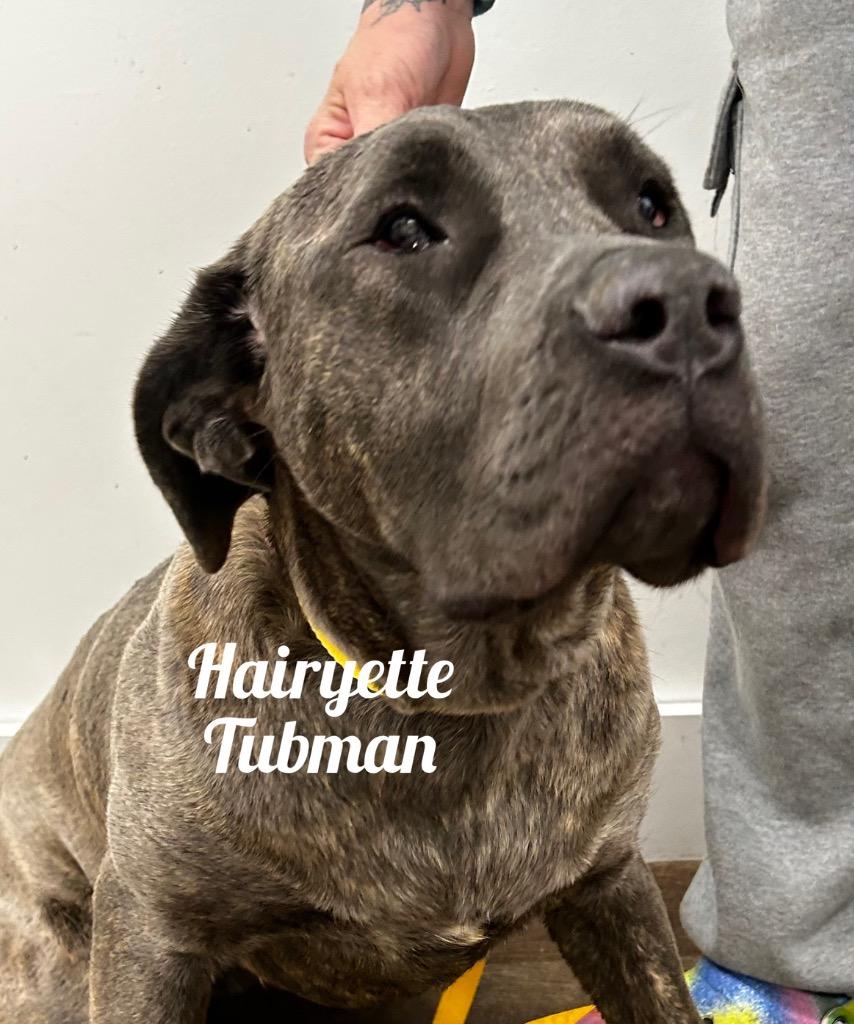 Enlarge Hairyette Tubman, a Adoptable Mastiff in Jacksonville, IL image 2/2