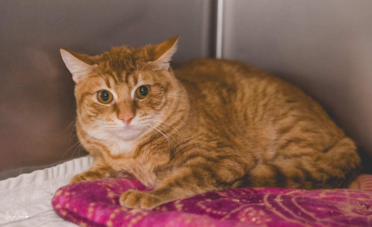 Enlarge Jaxon, a ADOPTABLE Domestic Short Hair in Lincoln, CA image 1/2