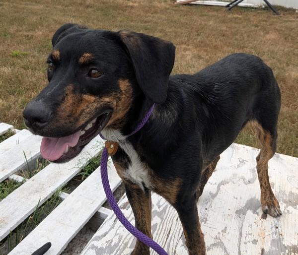 Enlarge Randy, a Adoptable mixed breed in Osage Beach, MO image 1/3