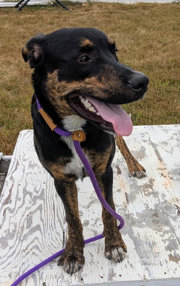 Enlarge Randy, a Adoptable mixed breed in Osage Beach, MO image 2/3