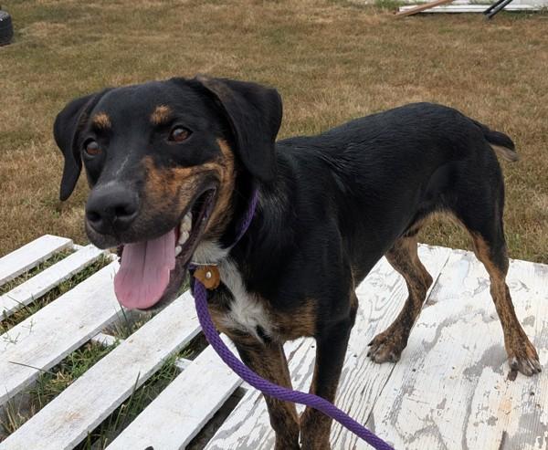 Enlarge Randy, a Adoptable mixed breed in Osage Beach, MO image 3/3