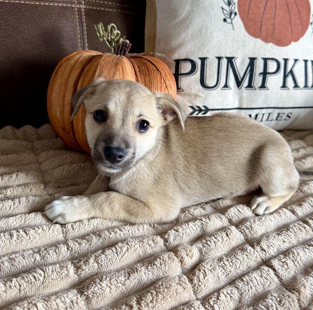 Hazlenut, Adoptable, Puppy Female Chihuahua.