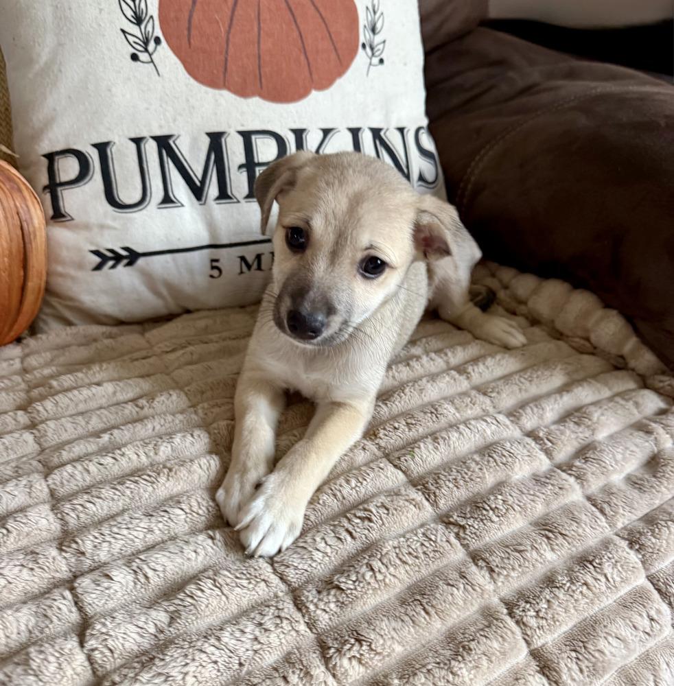 Enlarge Hazlenut, a Adoptable mixed breed in Greenlawn, NY image 2/5