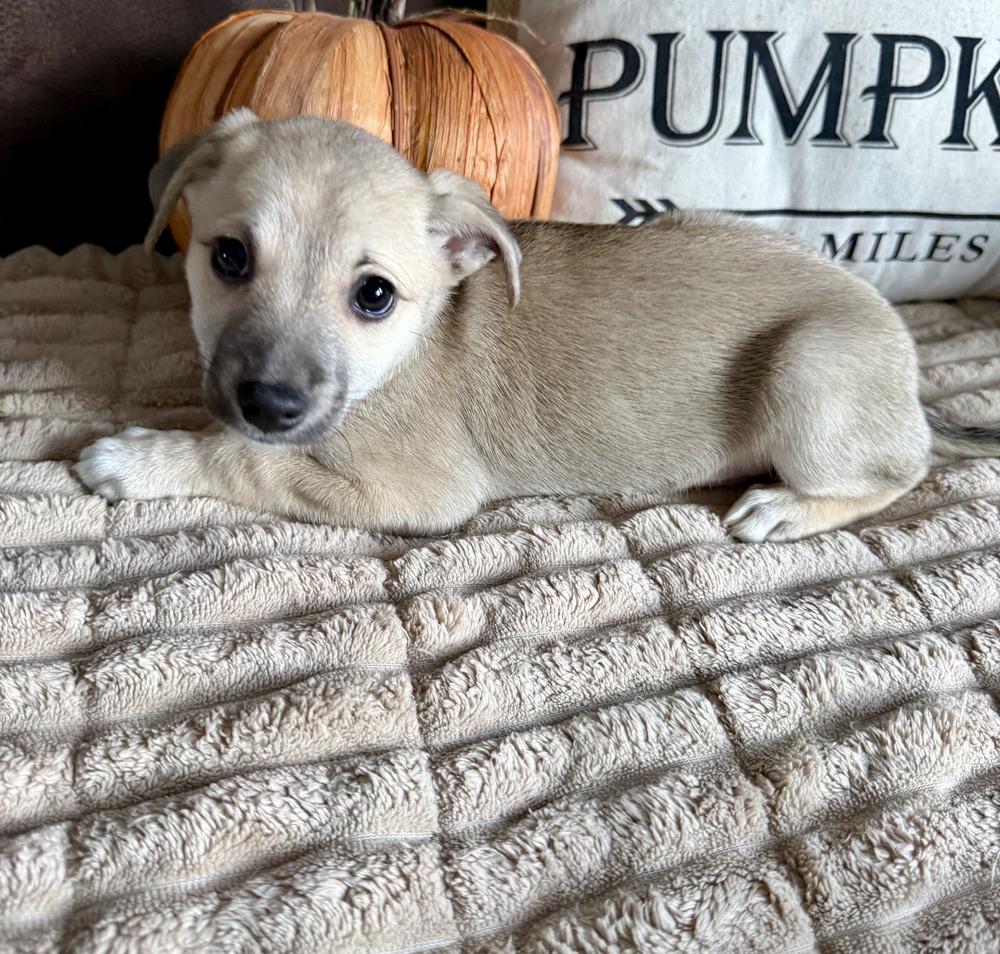 Enlarge Hazlenut, a Adoptable mixed breed in Greenlawn, NY image 3/5