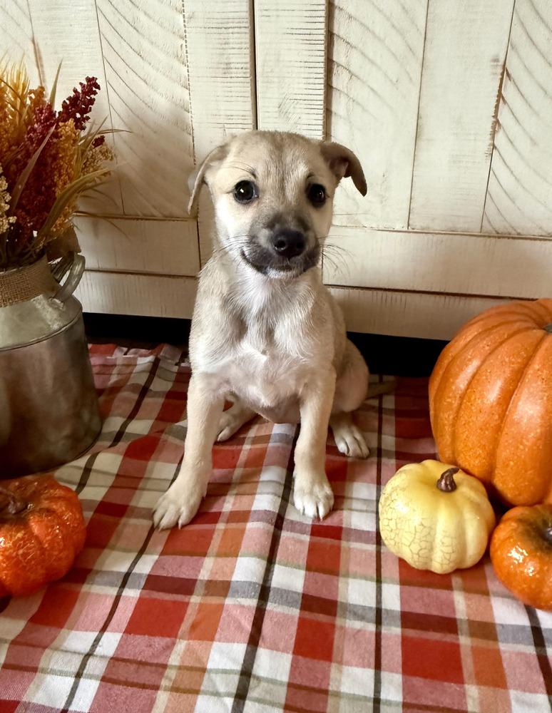 Enlarge Hazlenut, a Adoptable mixed breed in Greenlawn, NY image 4/5