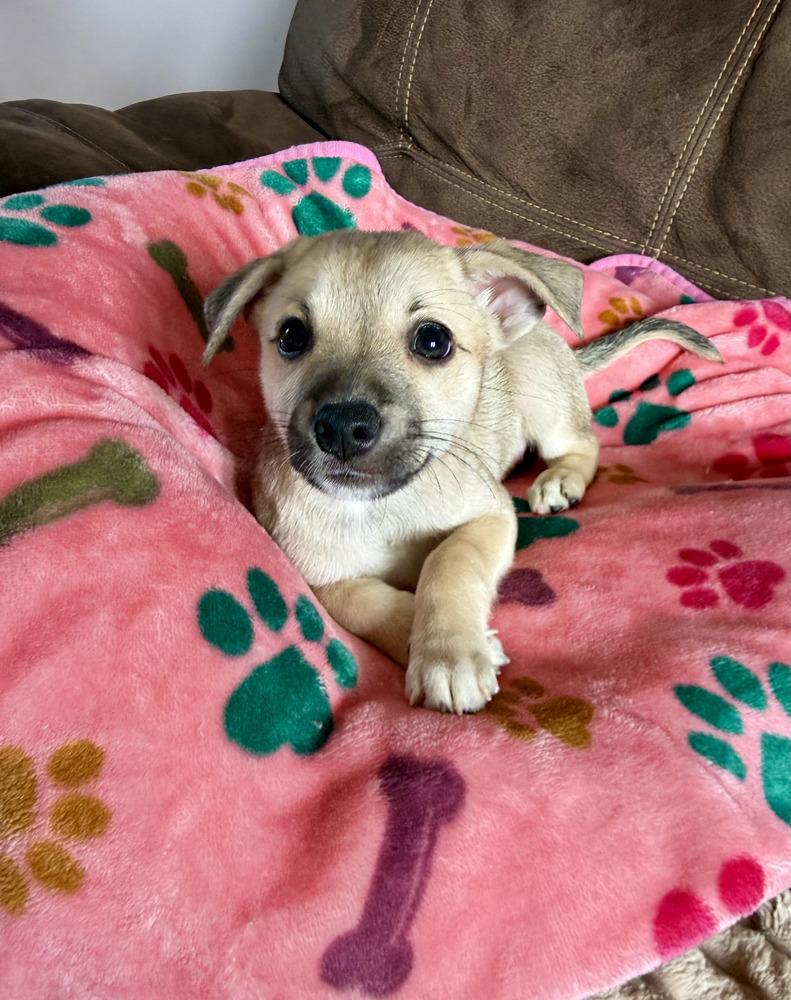Enlarge Hazlenut, a Adoptable mixed breed in Greenlawn, NY image 5/5