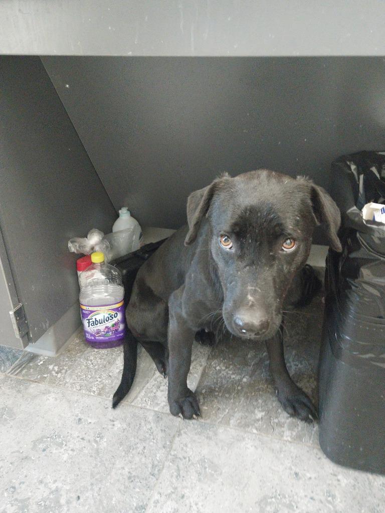 Rose, Adoptable, Adult Female Mixed Breed.