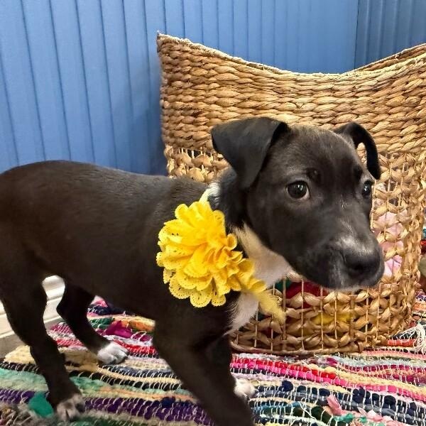 Graham Cracker — thumbnail 3