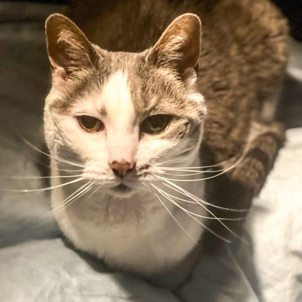 Ariel *Avail by Appt*, Adoptable, Senior Female Domestic Short Hair.