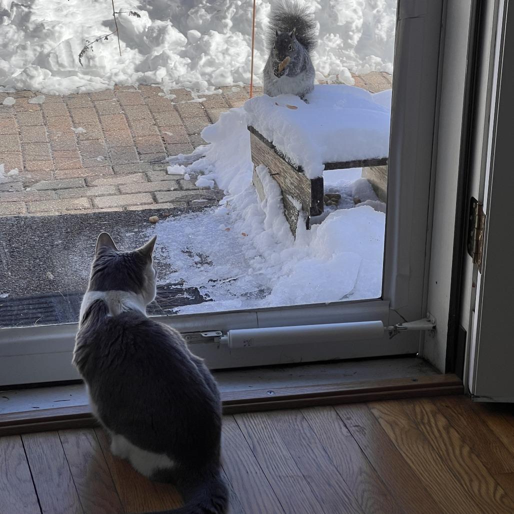 Enlarge Ariel *Avail by Appt*, a Adoptable mixed breed in Kennebunk, ME image 2/5