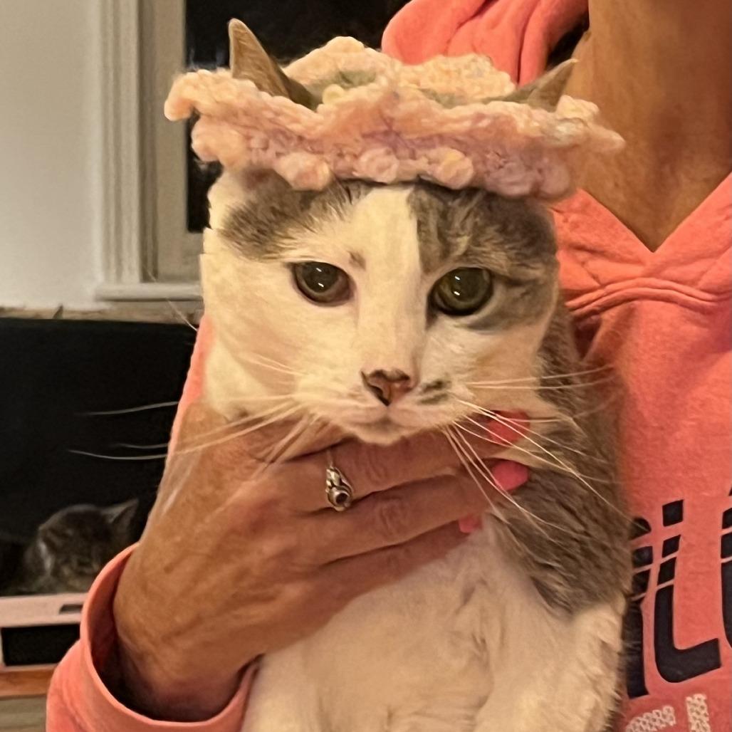 Enlarge Ariel *Avail by Appt*, a Adoptable mixed breed in Kennebunk, ME image 3/5