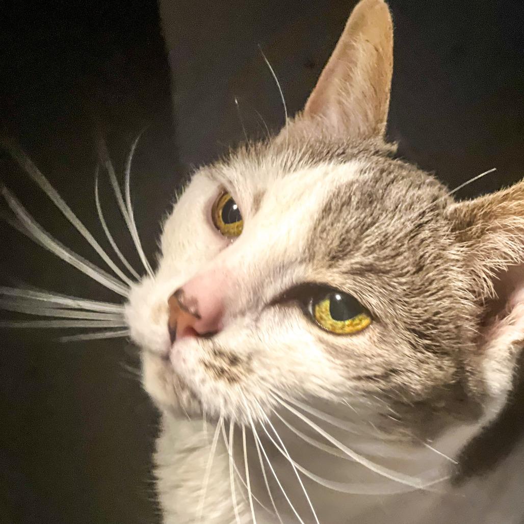 Enlarge Ariel *Avail by Appt*, a Adoptable mixed breed in Kennebunk, ME image 4/5