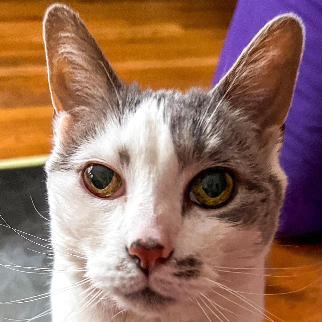 Enlarge Ariel *Avail by Appt*, a Adoptable mixed breed in Kennebunk, ME image 5/5