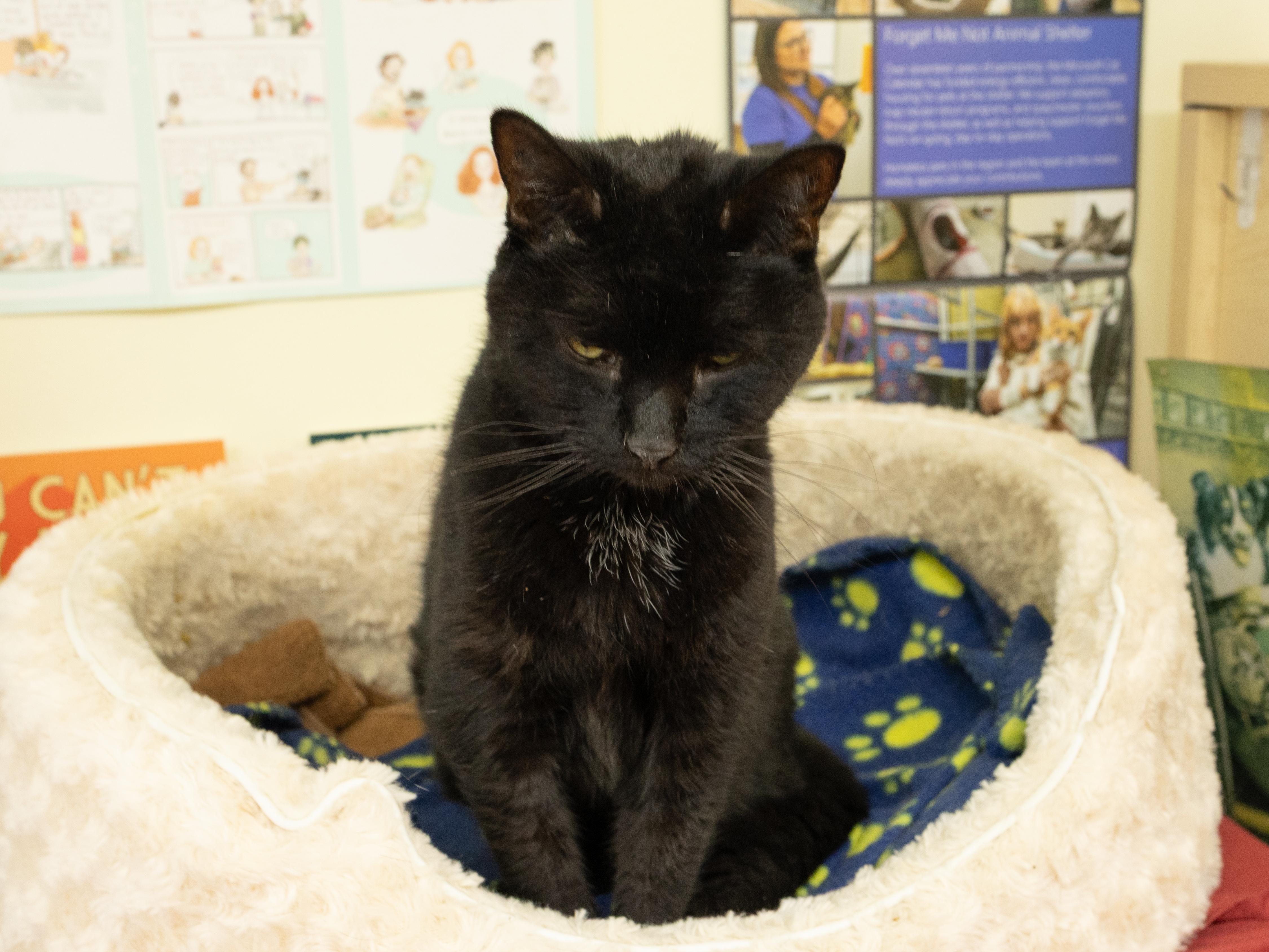 Enlarge Midnight - SENIOR HOSPICE FOSTER, a Adoptable mixed breed in Republic, WA image 4/6