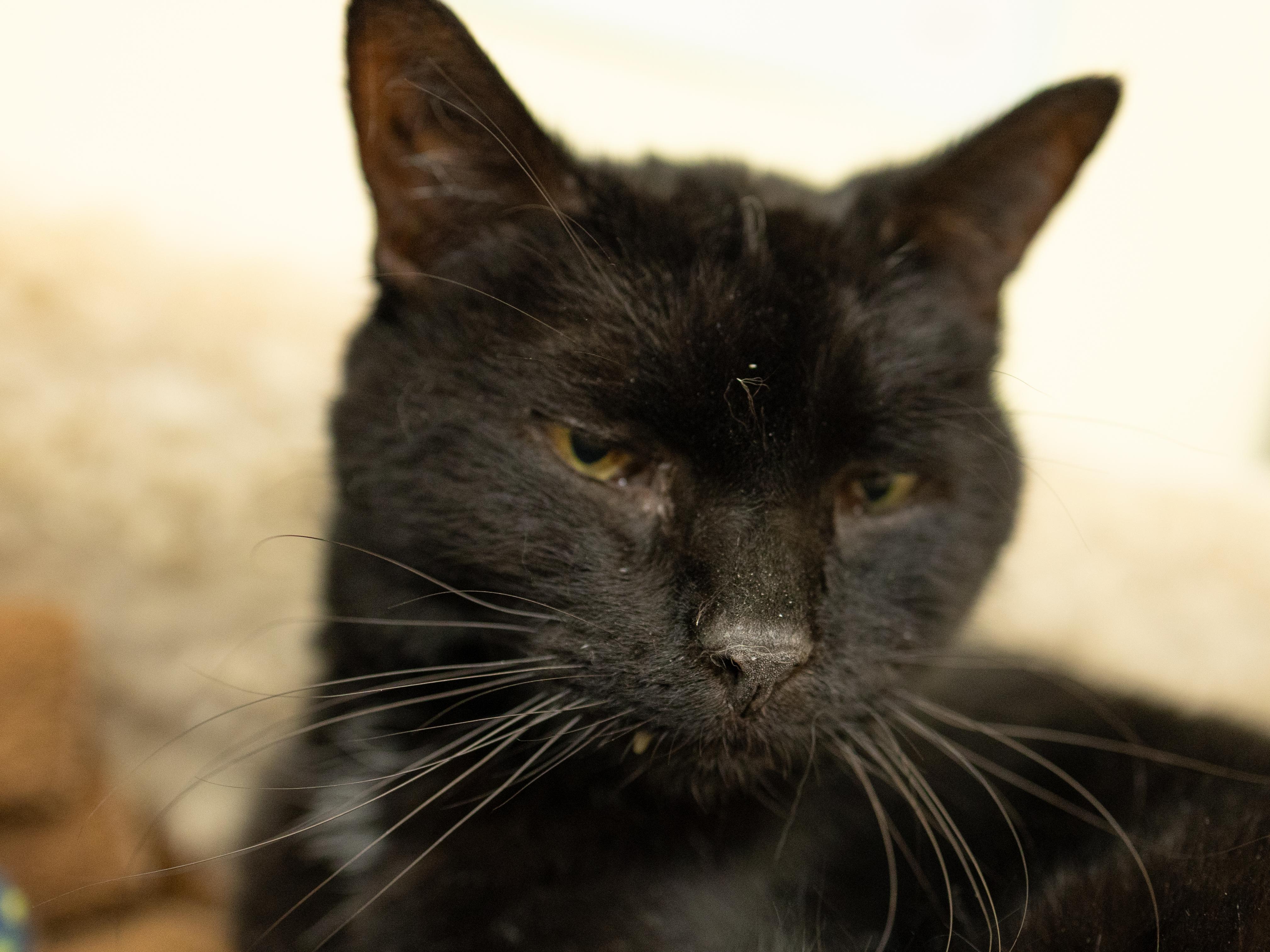 Enlarge Midnight - SENIOR HOSPICE FOSTER, a Adoptable mixed breed in Republic, WA image 3/6