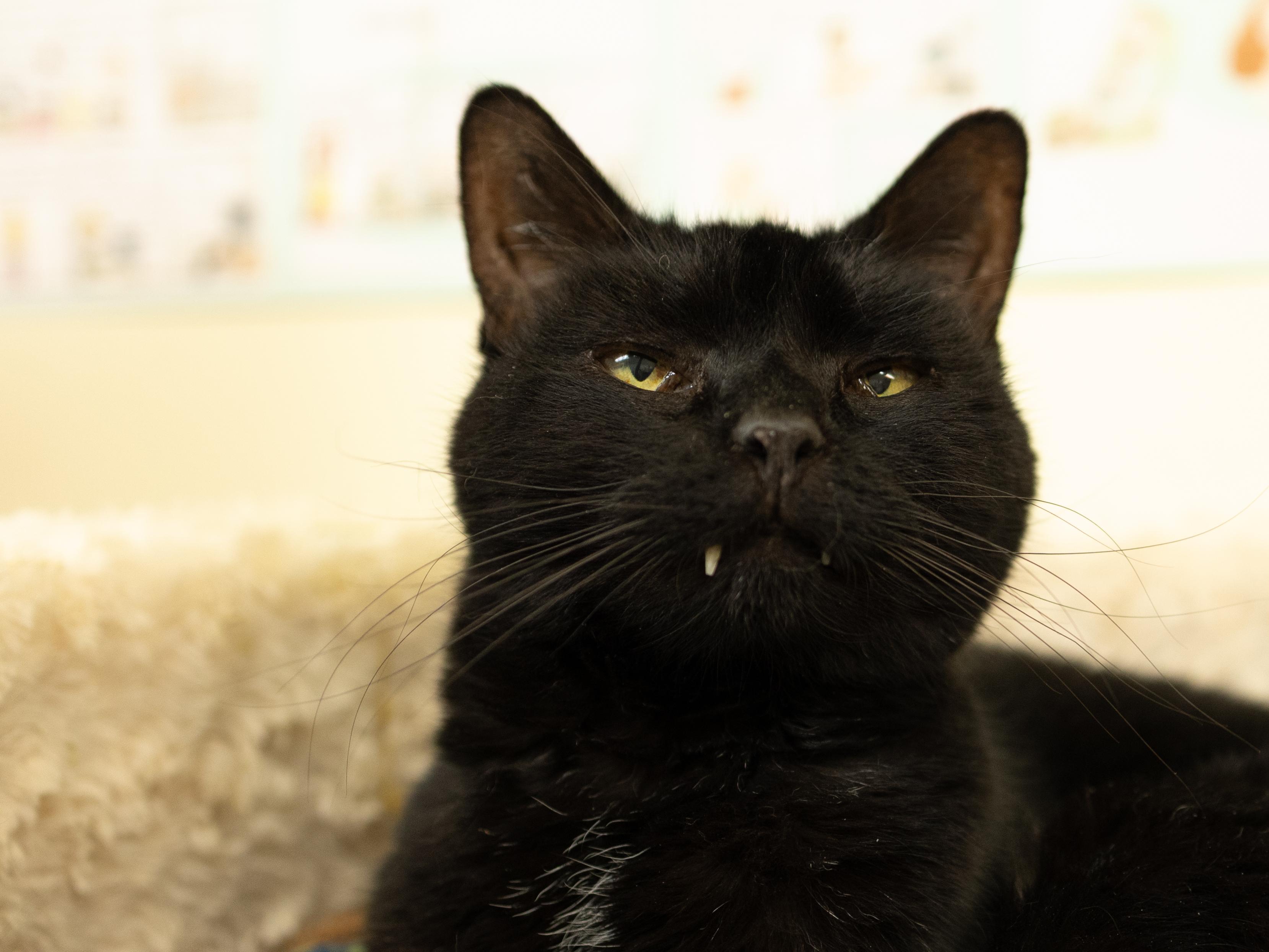 Midnight - SENIOR HOSPICE FOSTER, Adoptable, Adult Female Domestic Short Hair.