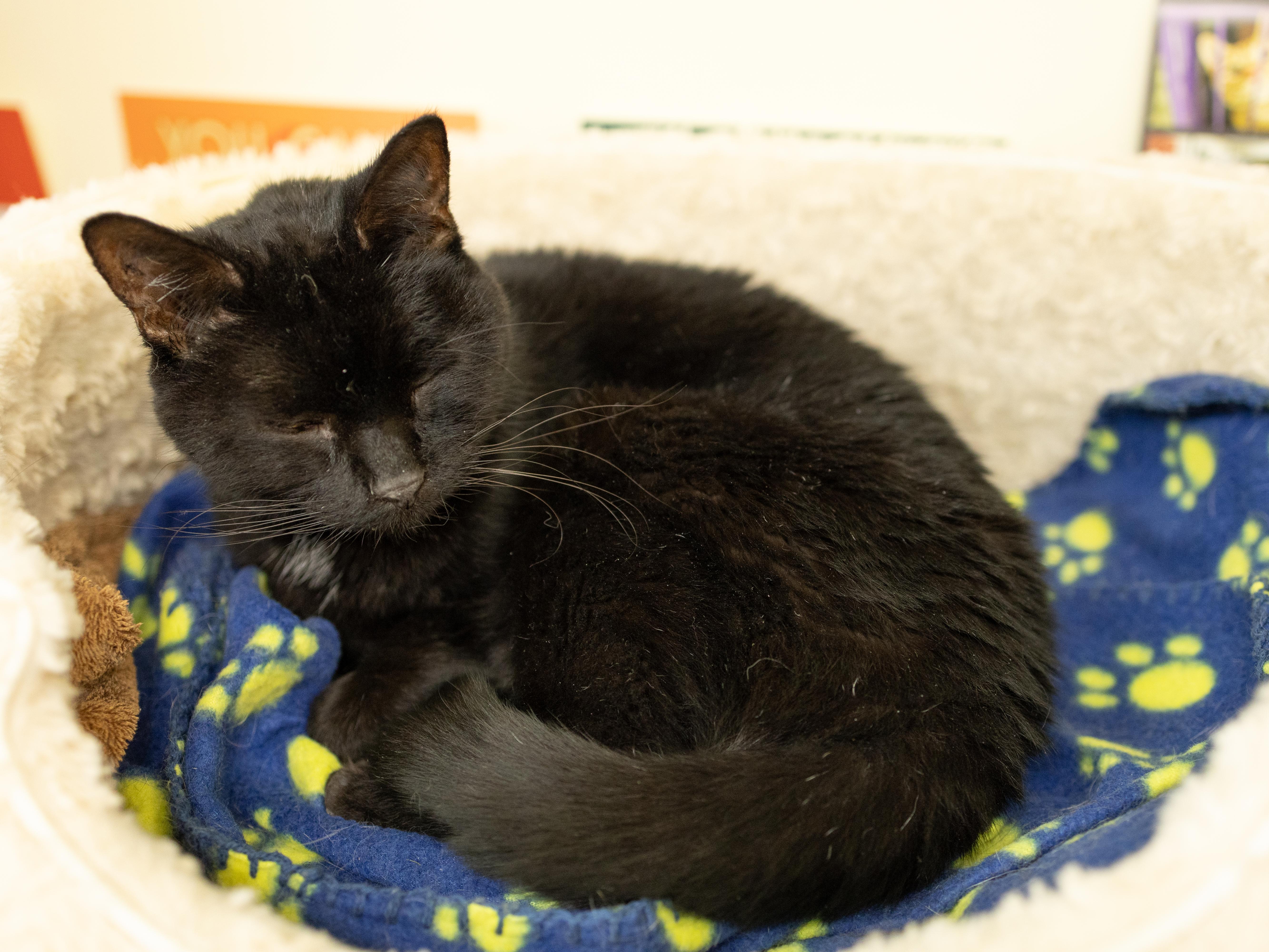 Enlarge Midnight - SENIOR HOSPICE FOSTER, a Adoptable mixed breed in Republic, WA image 5/6