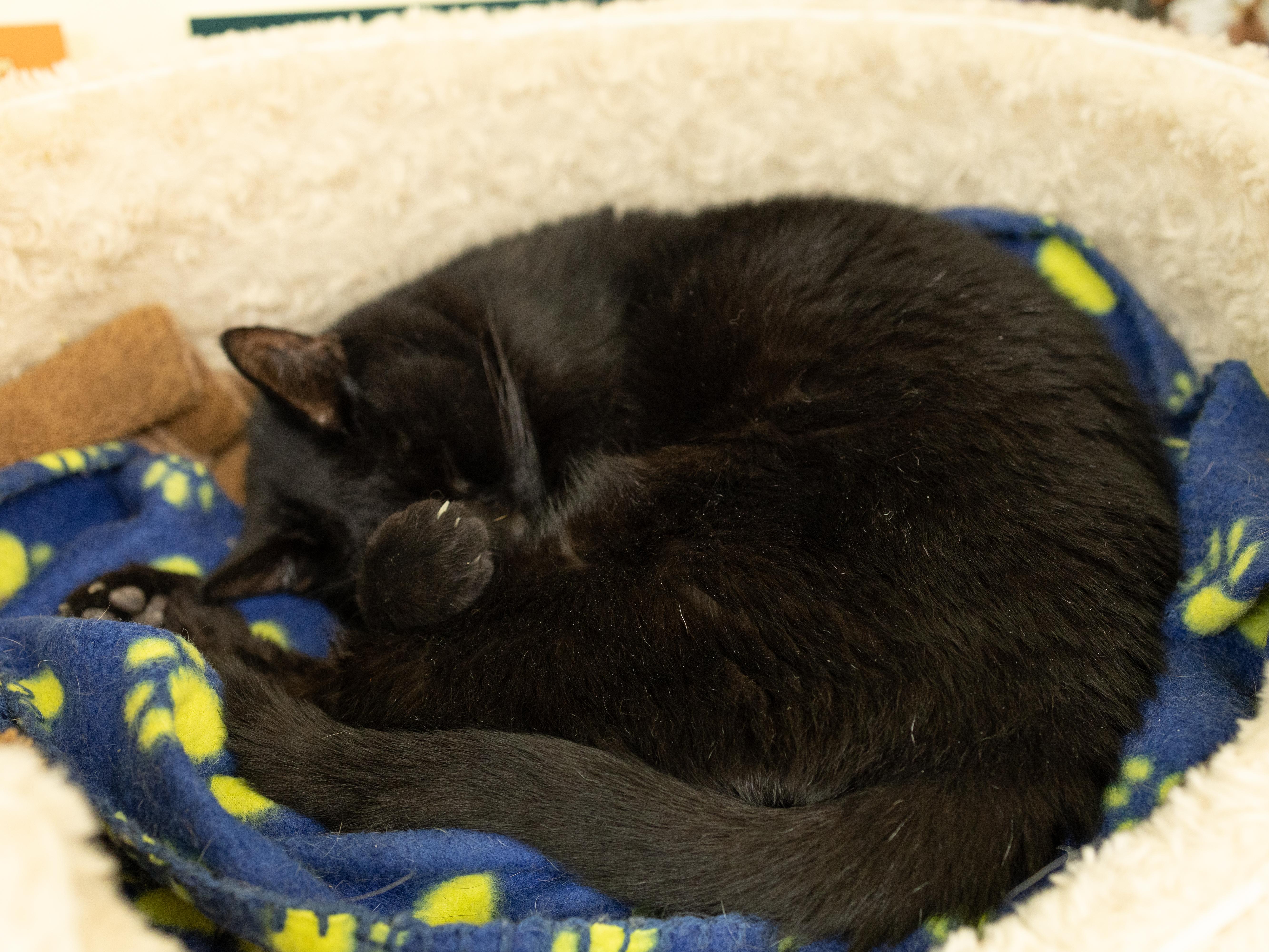 Enlarge Midnight - SENIOR HOSPICE FOSTER, a Adoptable mixed breed in Republic, WA image 2/6