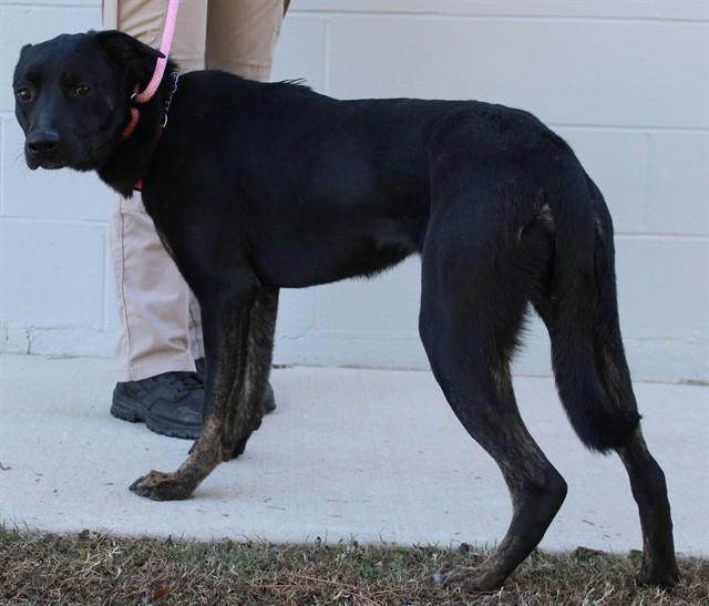 CANDY CANE, Adoptable, Young Female Belgian Shepherd / Malinois & Doberman Pinscher.
