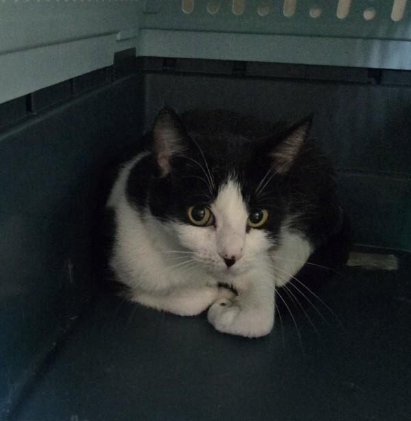 Enlarge Chile *bonded To Linda*, a Adoptable mixed breed in Vancouver, BC image 1/1