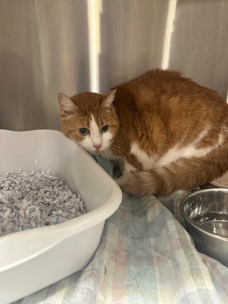 Enlarge EDWINA, a Adoptable mixed breed in Wintersville, OH image 1/3