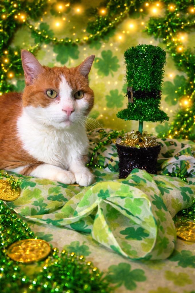 Enlarge EDWINA, a Adoptable mixed breed in Wintersville, OH image 3/3